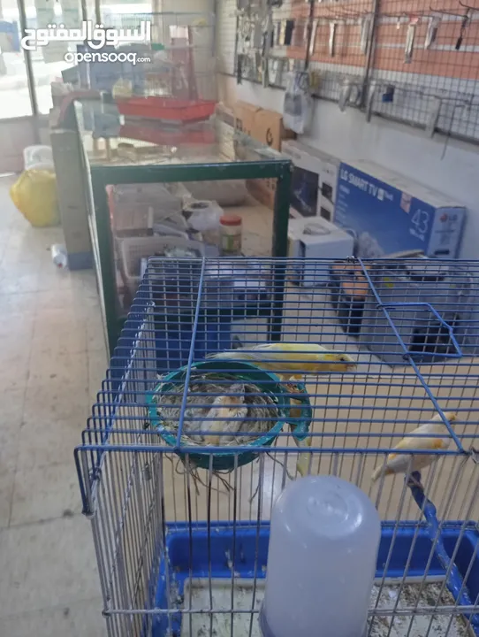 جوز كناري منتجات جزري و اصفر