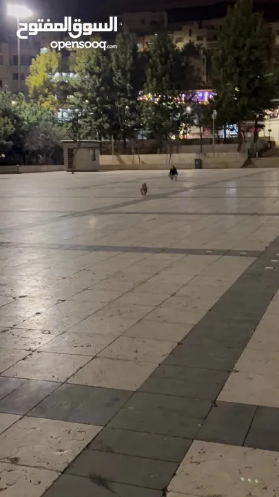 بكنيز بيور pekingese بيكينيز