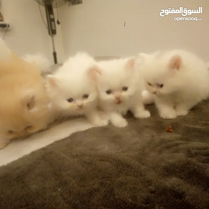 قطط شيرازي للبيع Persian cats for sale