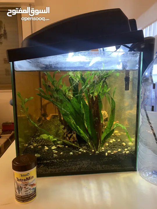 Fish tank with full equipment