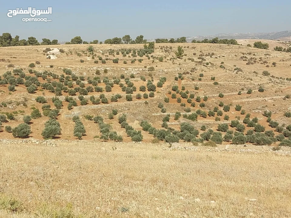 30 دنم جرش قفقفا طريق اربد عمان