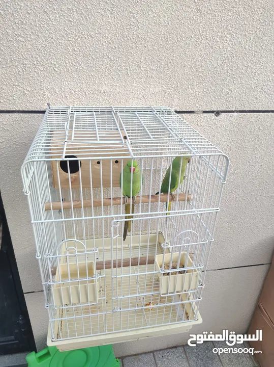 Cage with birds pair
