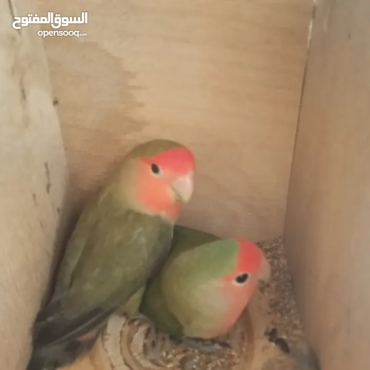 جوز روز شغال100٪