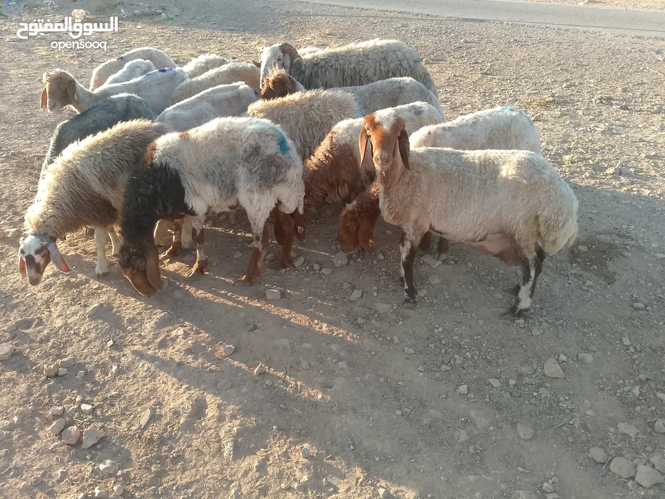 بلدي نفس الصور بالضبط عقائق ومناسبات ونذر اوزان 20 ل30 لحم صافي