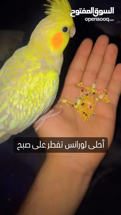 جواز كوكتيل جواز حب مكفول
