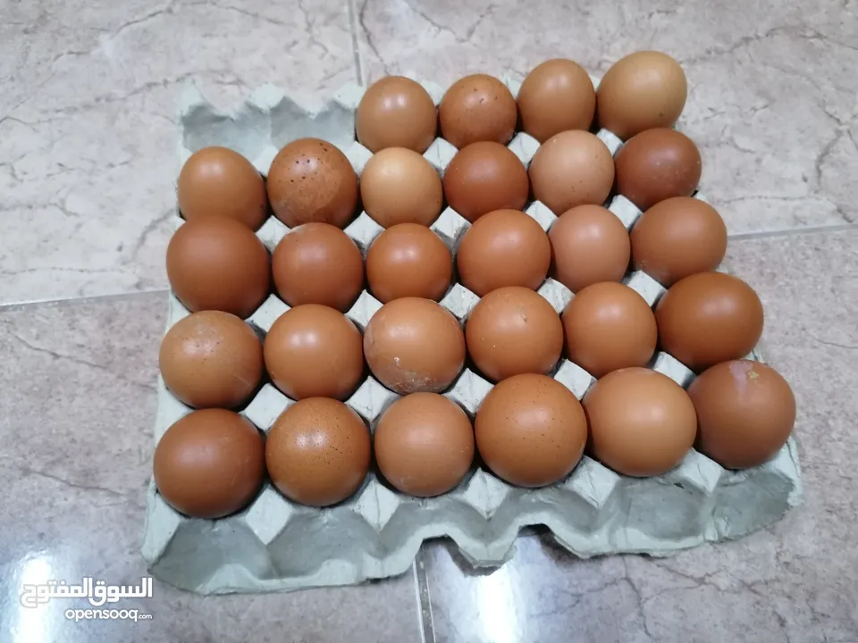 بيض دجاج الوهمان الاماني مخصب