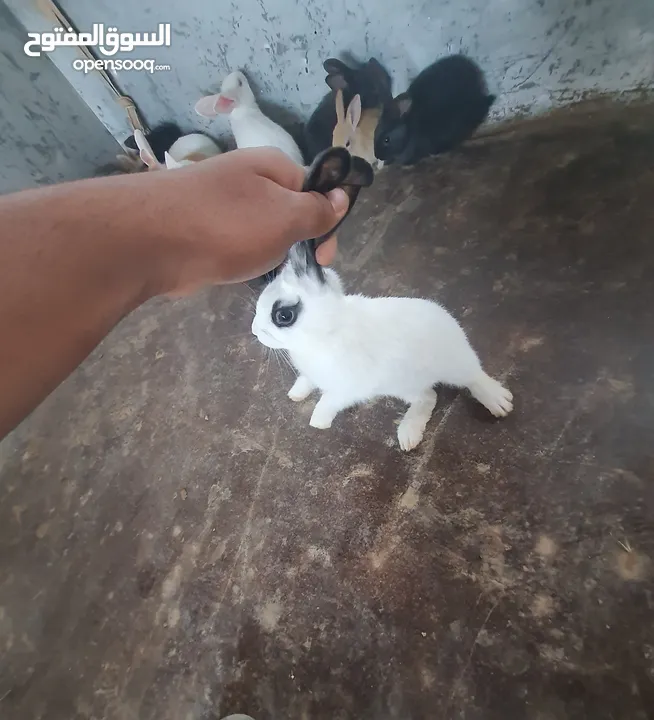 ارانب للبيع