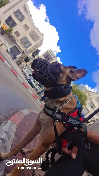 جراو مالينوا الأصل  للبيع  عمر عشرين يوم