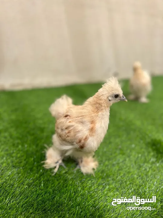 دجاج سلكي silkie chickens
