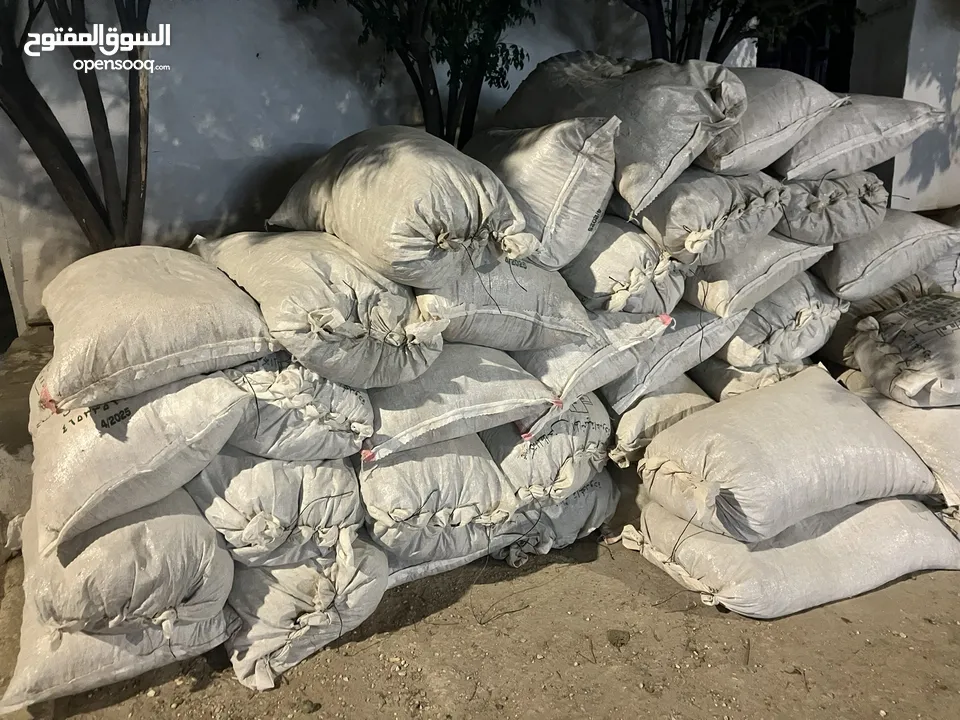 تبن ليقا دراس اليوم  الفيصليه - مادبا ابو مشهور