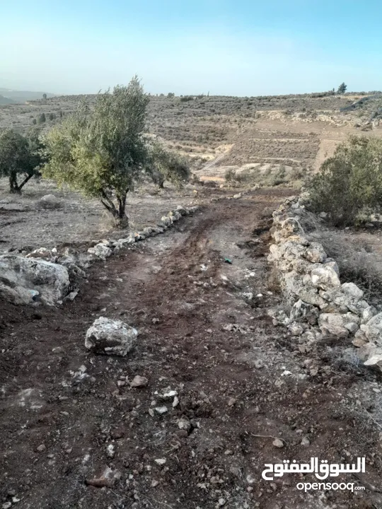 ارض زيتون للبيع في صوريف