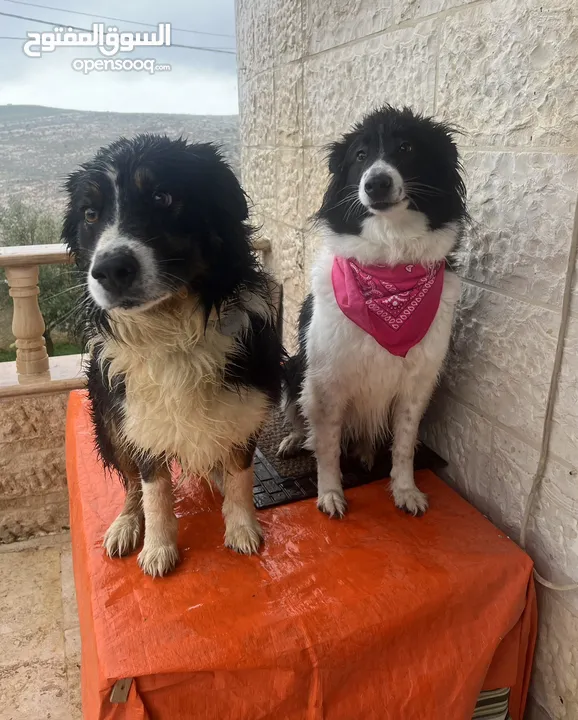Border collie لاول مرة في الاردن