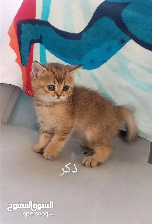 كتين سكوتش فولد وستريت