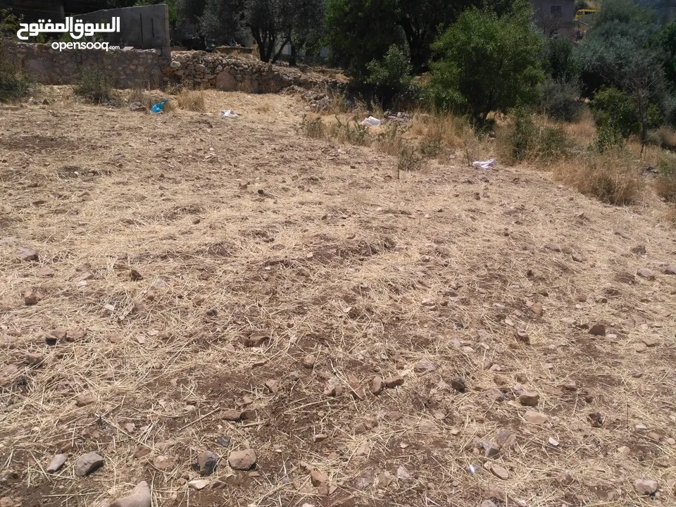 ارض للبيع في عجلون (صخرة)