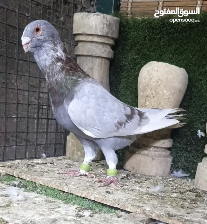 جواز وفردات كل اشي الو سعرو الاسعار بالوصف