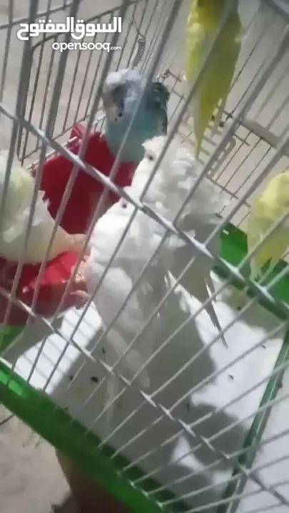 هوجو رومو الوان حلوه