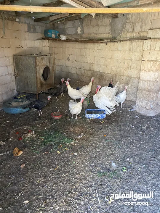 حبش للبيع 8اناثي وذكر يعني 9 حبش بل صلاة على النبي في منهن  ثنتين راقدات وفي وحدة بياضة