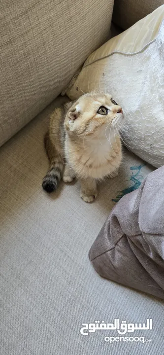 Scottish fold Kittens