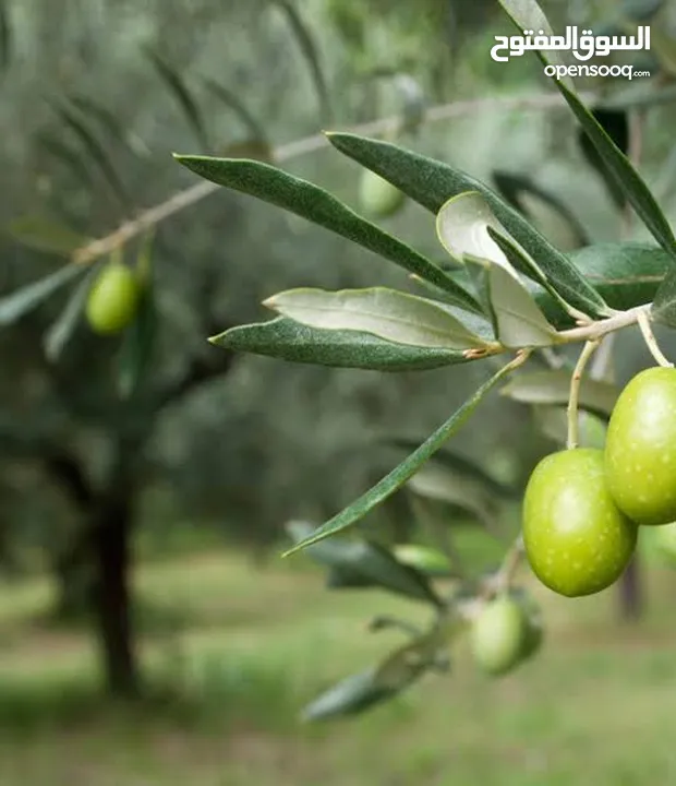 للبيع زيت زيتون 100%