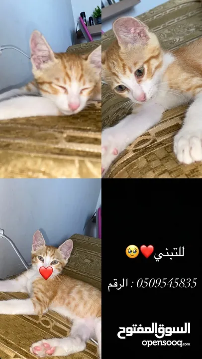 بندق بدور على بيت