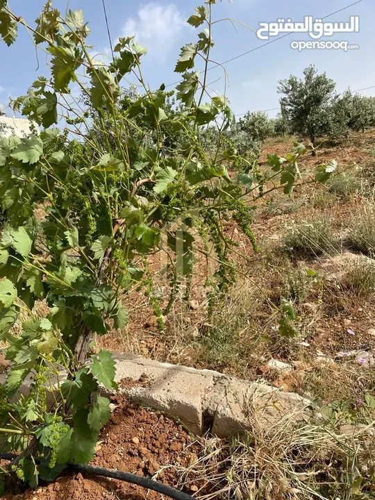 مزرعة للبيع مميزة في منطقة دحل منطقة مزارع وشاليهات / ref 2074