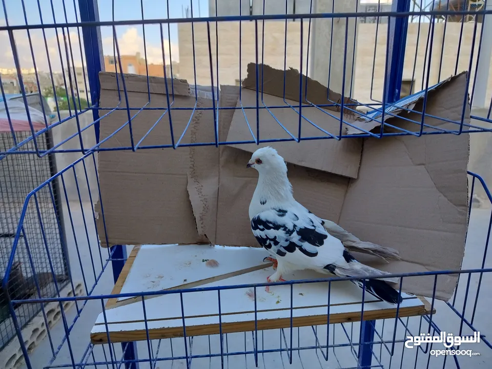 حمام بلدي وانواع اخره   بحاله ممتازة شغالات 14جوز وهاي بعض الصور