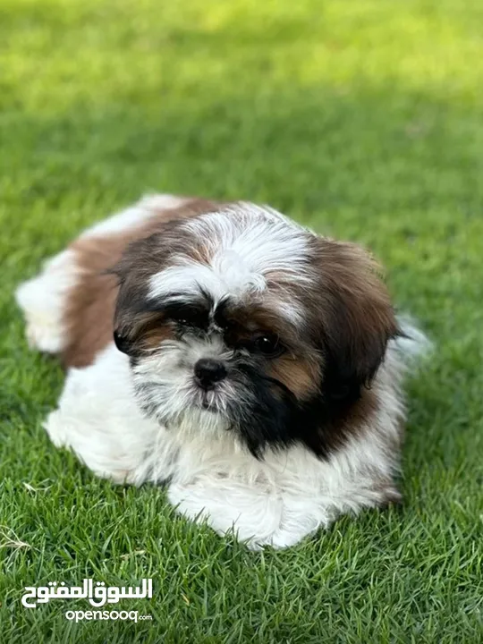 shih tzu puppies female