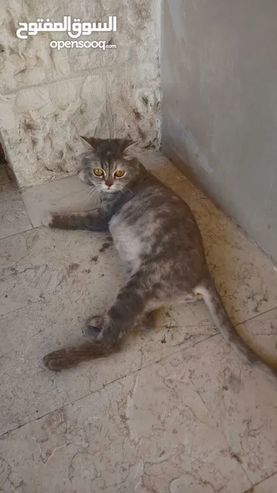 قطه شانشيلا أنثى حامل من بلدي مكس على وجه ولاده لون سكني عمر القطه 7 أشهر قطه جميله ومنزليه ومابتوسخ