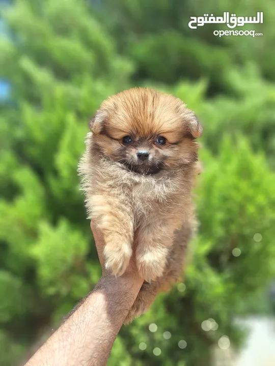 بومارينيان تيكب أصغر حجم مستوى عالي جدا pomeranian t_cup
