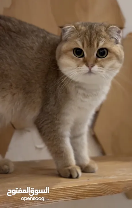 انثى سكوتش فولد ny11 Scottish fold female