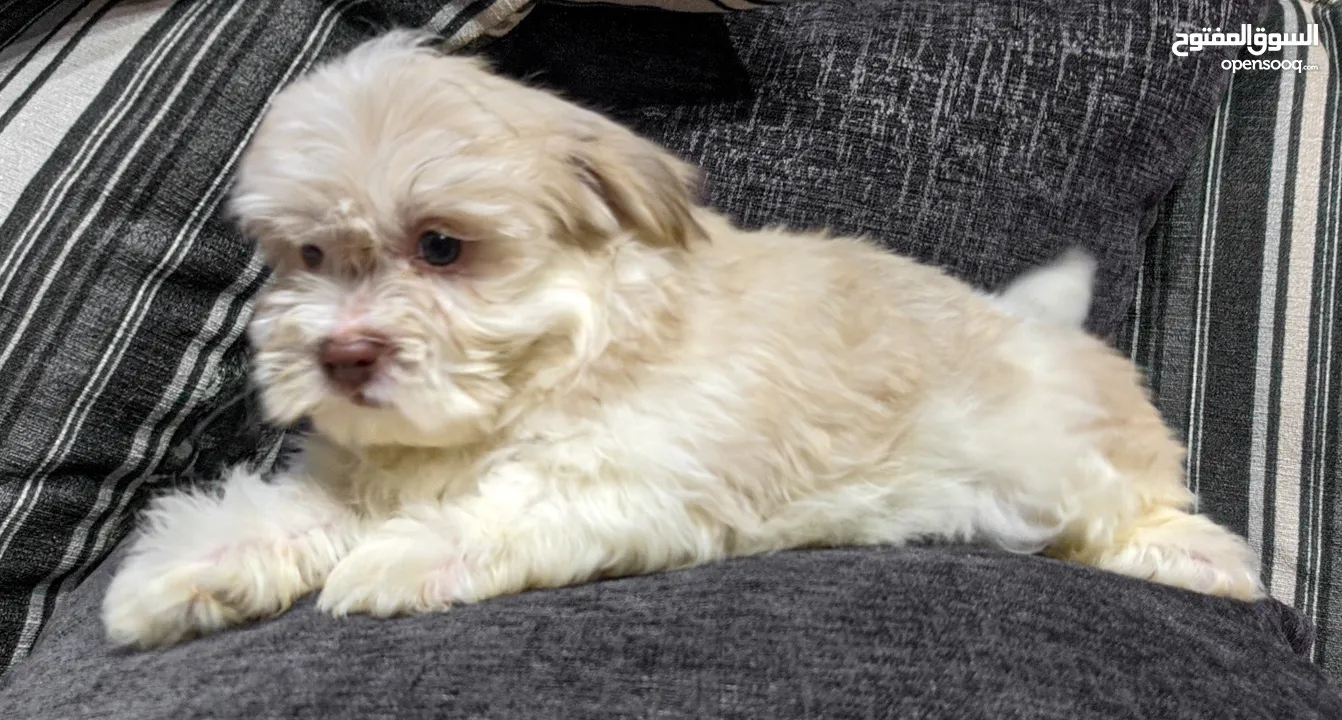 جراوي شيتزو - Shitzu puppies