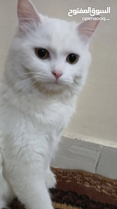 صلي ع النبي