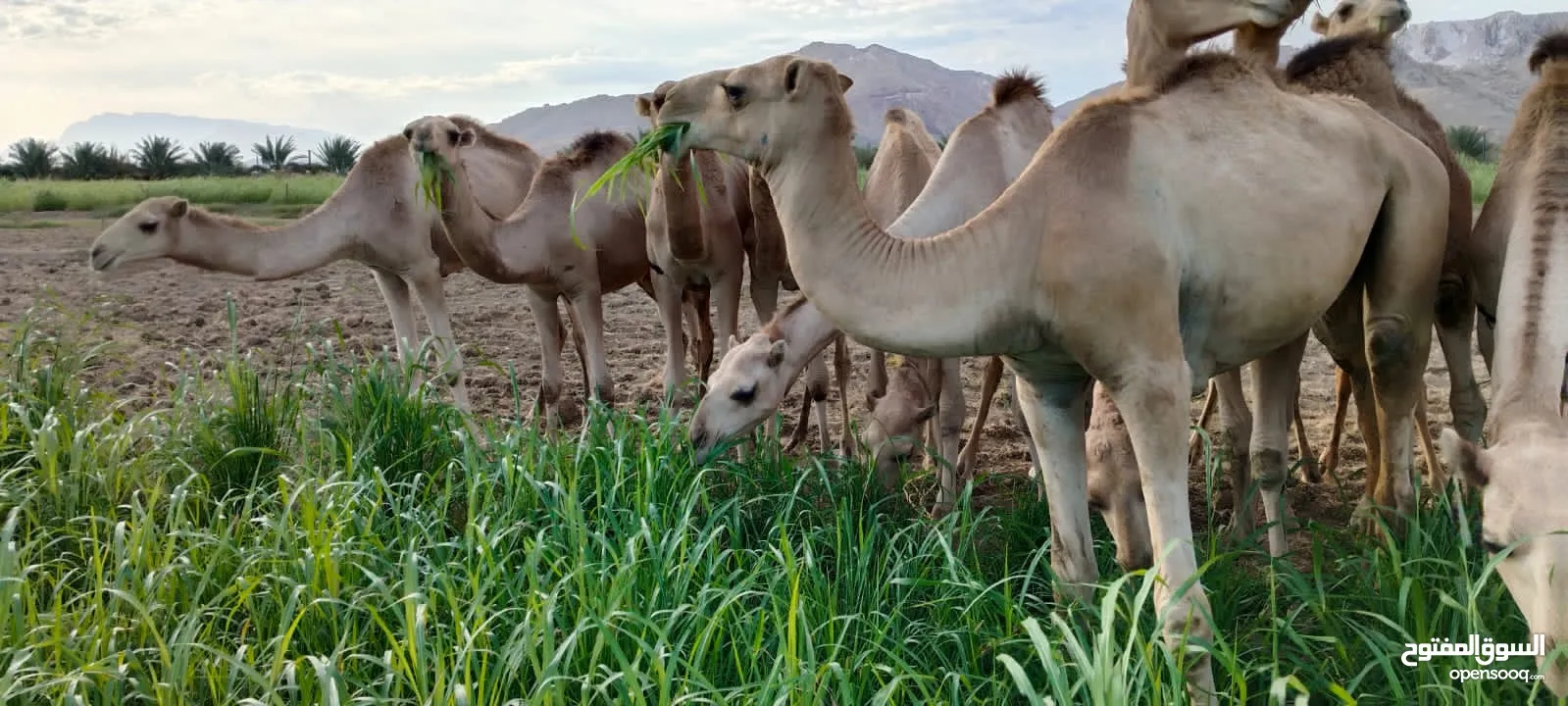 تعلن مزرعه قرن الكبش عن وصول دفعه جديده من حشوان الجنوب فرع بركاء