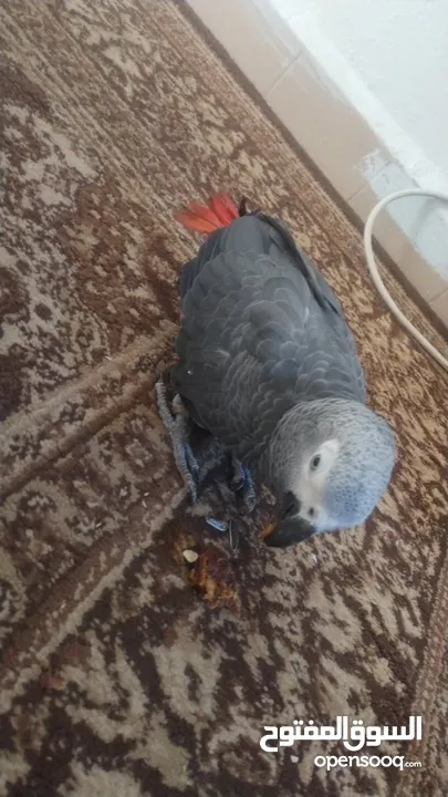 بغبغا كاسكو فرخ