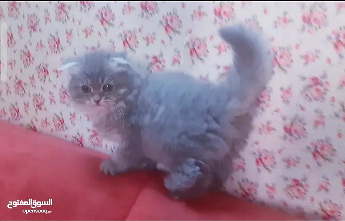 male scottish fold longhair ذكر سكوتش فولد مستوى