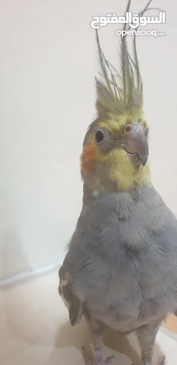 6 Months old male Cockateil
