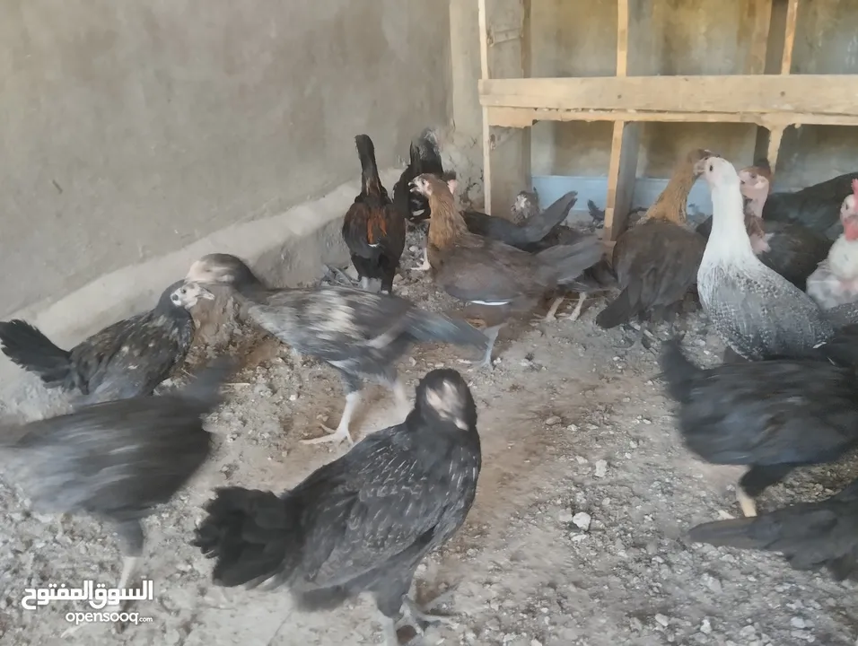فراخ بلدي للبيع