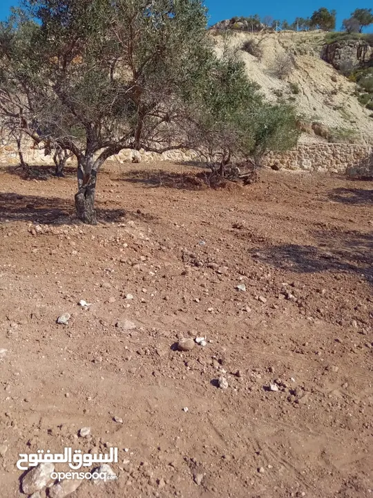 مزرعة للبيع من اراضي غرب عمان  منطقة البصة (ابو السوس ) للبيع بسعر مغري
