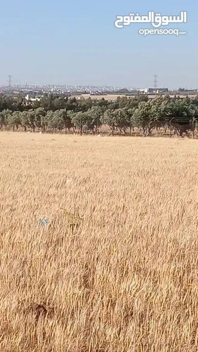 أربعين دونم شعير للبيع