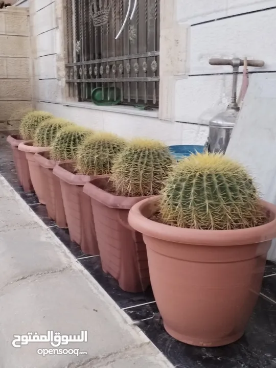 نبات الكره الذهبيه او ساده حماتي