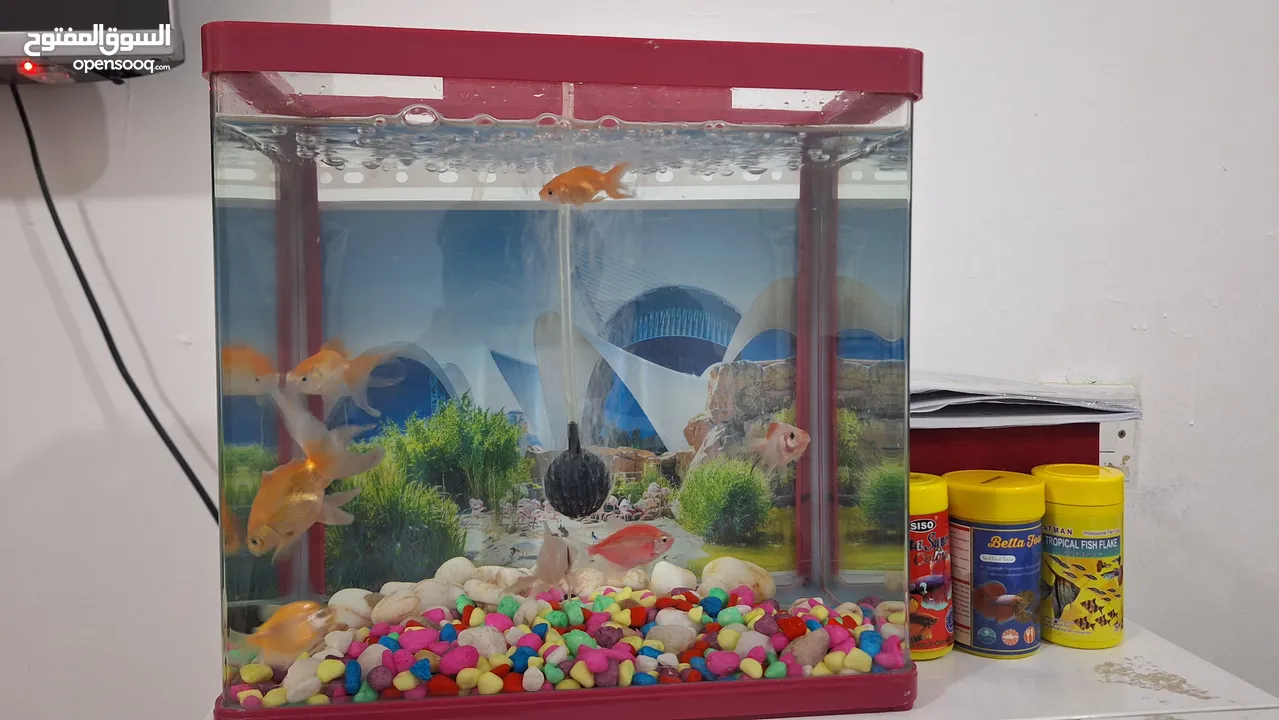 Fish Tank all accessories