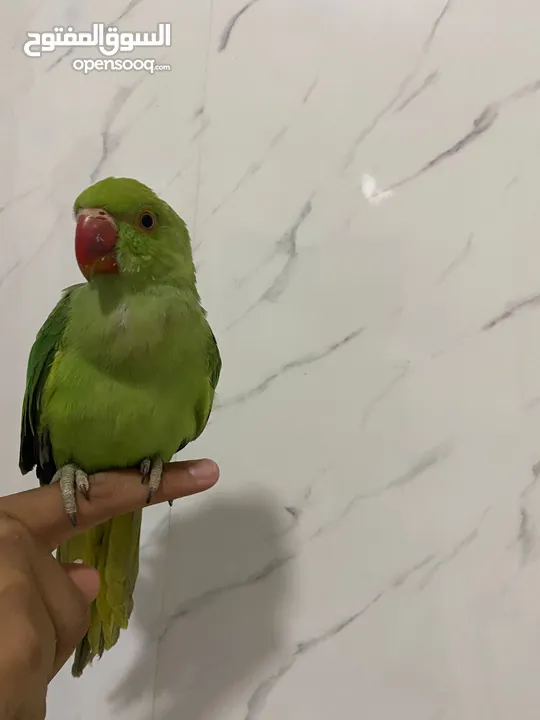 ببغاء الدره