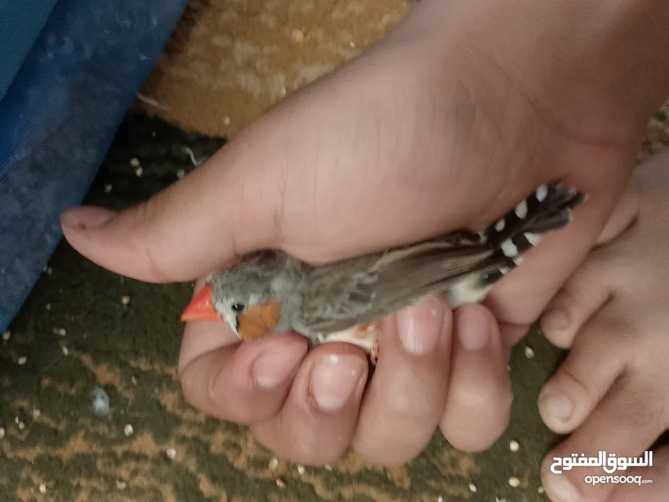 طيور فنقز للبيع