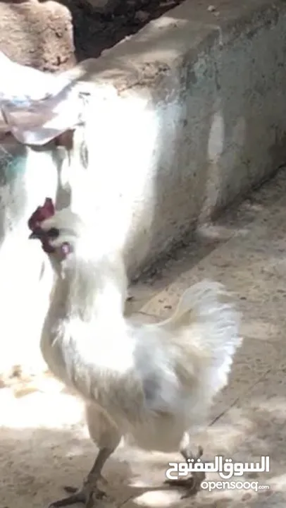 ديككك للبيع