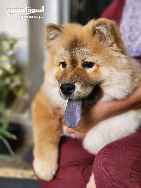 5 Months Chow Chow Giant Male & female puppies