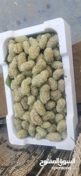 يوجد توت ابيض اسود