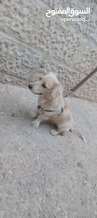 كلب كوكر سبانييل انثى عمرها 6أشهر لعوبة ذكية كيووووت لونها كابتشينو حلوووو حجم ميني للبيع