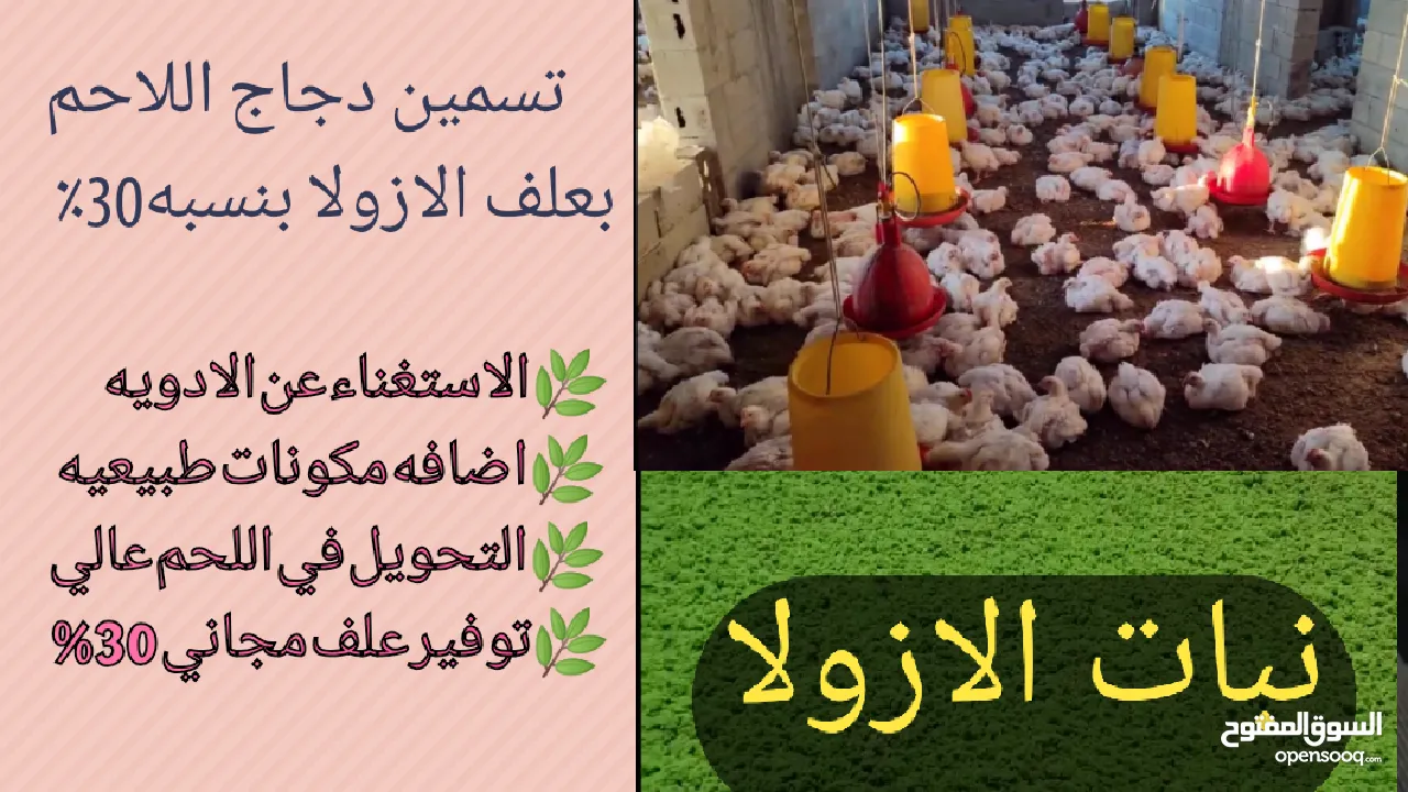 علف الازولا يزرع مره وينتج يوميا مدى الحياه للدجاج والمواشي وجميع الحويانات