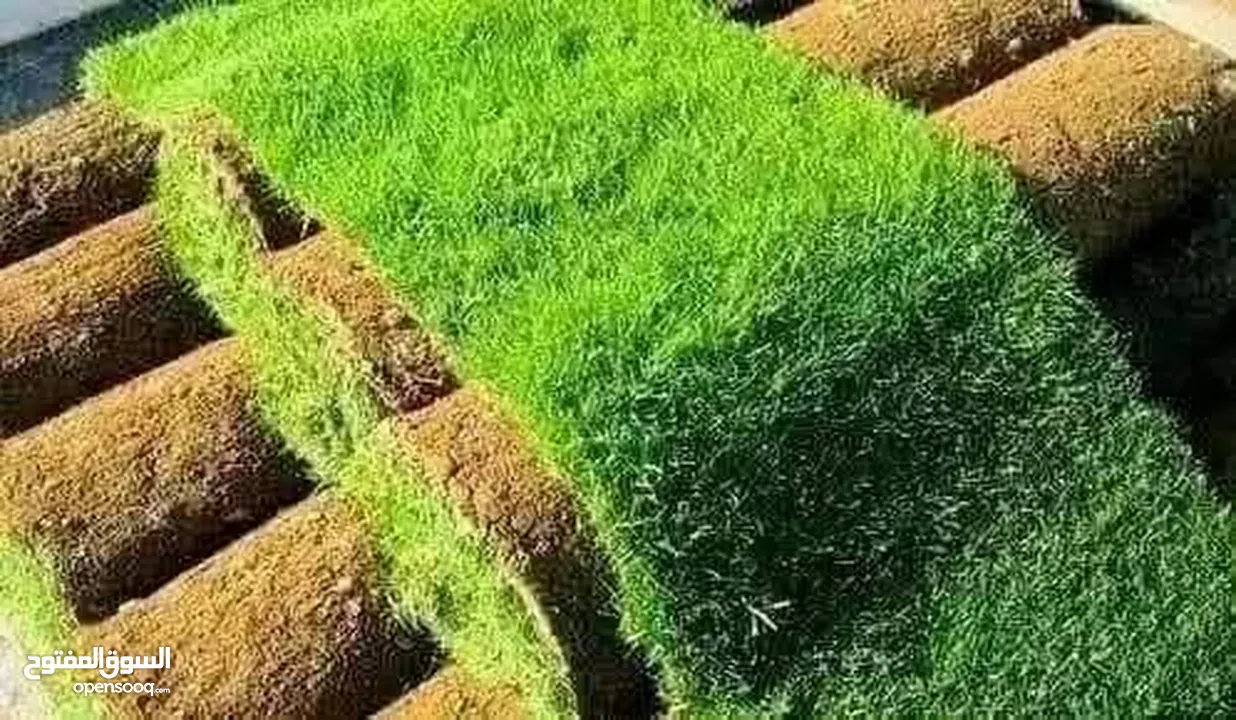 نجيل ديكوندرا ونجيل طبيعي