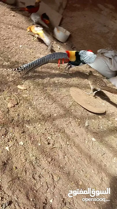 فزنت ليدي  امهر